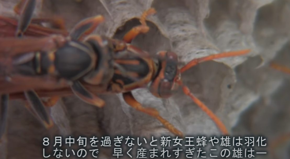 交尾する蜂